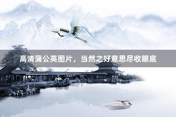 高清蒲公英图片，当然之好意思尽收眼底