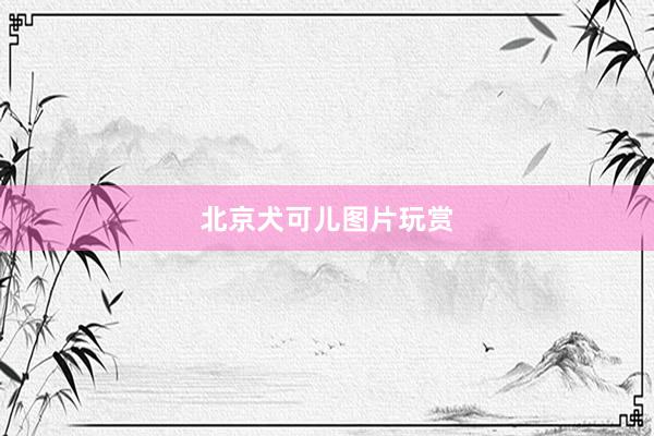 北京犬可儿图片玩赏